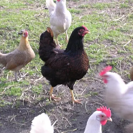 Dom wakacyjny Essenereng Kootwijkerbroek