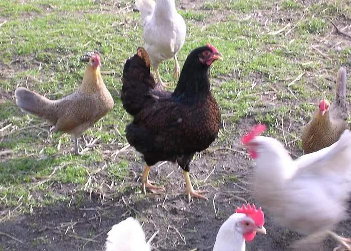 別荘 Essenereng Kootwijkerbroek